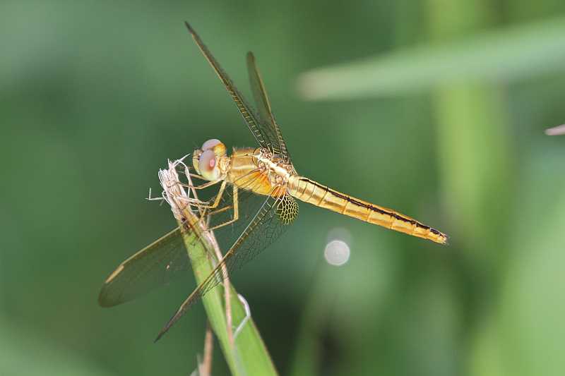 J01_2056 Crocothemis servilia female.JPG